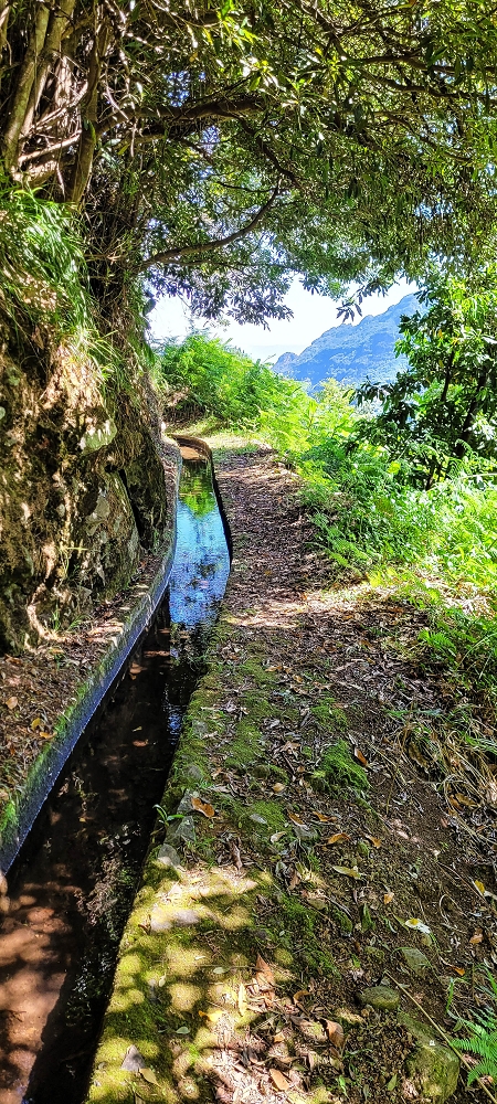 10.06.2022 Anstrengende Einstiegswanderung im Norden — Auf der Levada das Faias — Foto 15
