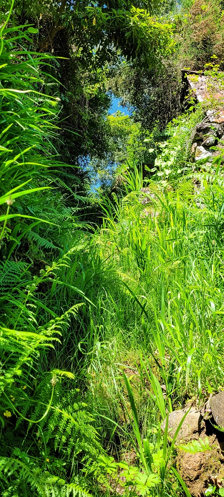 10.06.2022 Anstrengende Einstiegswanderung im Norden — Aufstieg zur Levada dos Tornos — Foto 1