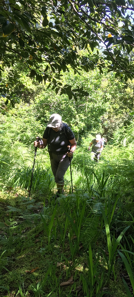 10.06.2022 Anstrengende Einstiegswanderung im Norden — Aufstieg zur Levada dos Tornos — Foto 2