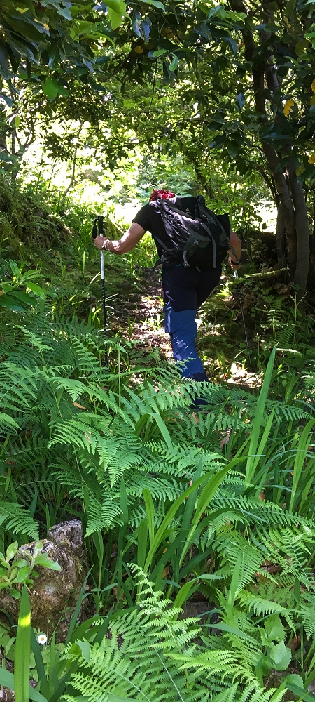 10.06.2022 Anstrengende Einstiegswanderung im Norden — Aufstieg zur Levada dos Tornos — Foto 3
