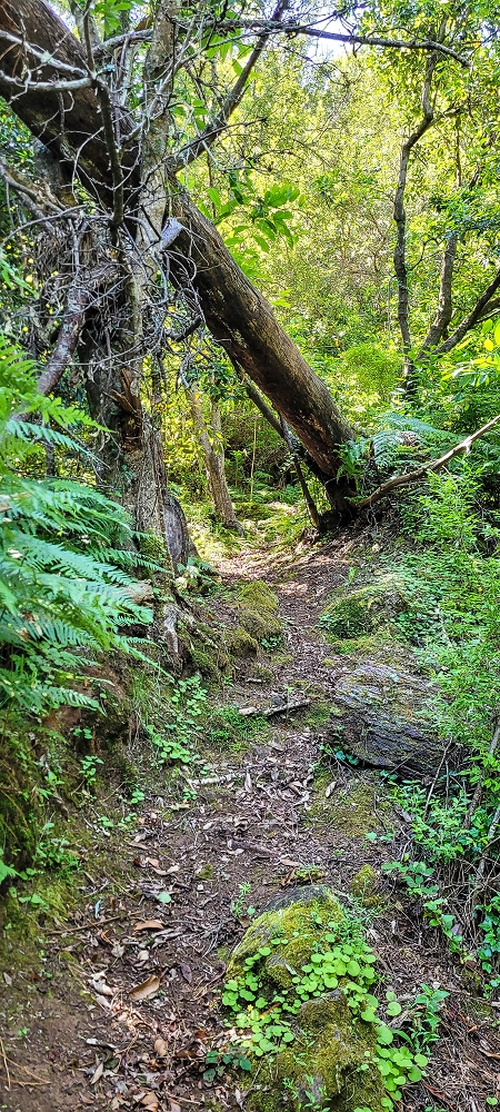 10.06.2022 Anstrengende Einstiegswanderung im Norden — Aufstieg zur Levada dos Tornos — Foto 4