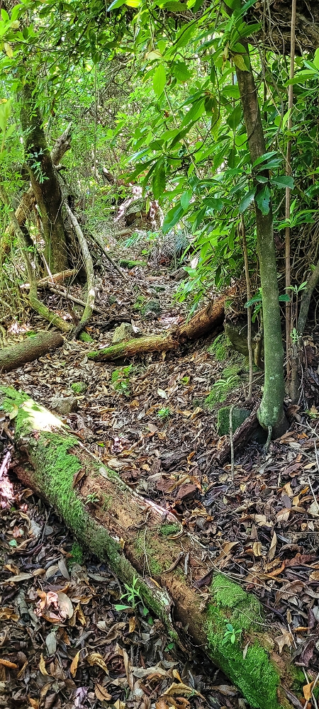 10.06.2022 Anstrengende Einstiegswanderung im Norden — Auf dem Moquinhas-Aufstieg zum Canarioweg — Foto 3