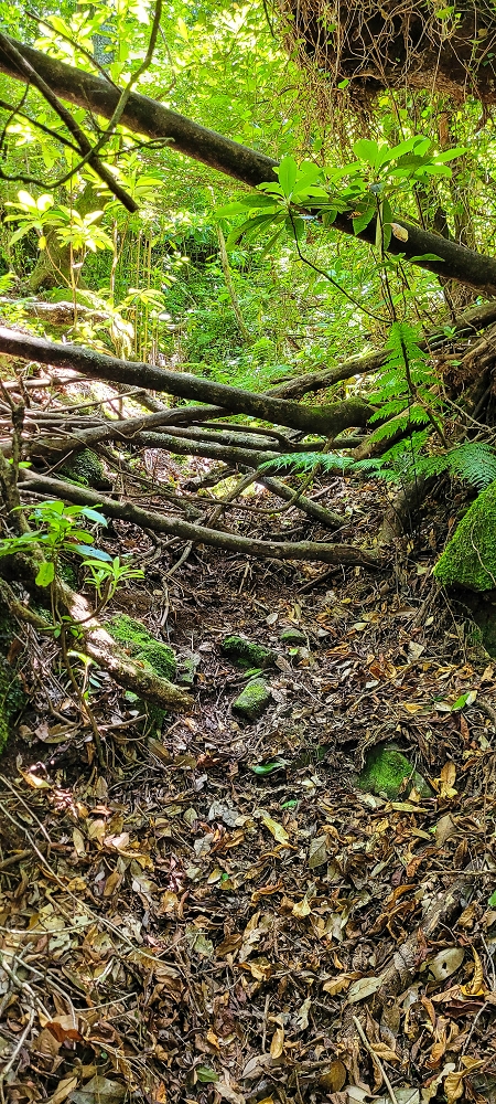 10.06.2022 Anstrengende Einstiegswanderung im Norden — Auf dem Moquinhas-Aufstieg zum Canarioweg — Foto 4