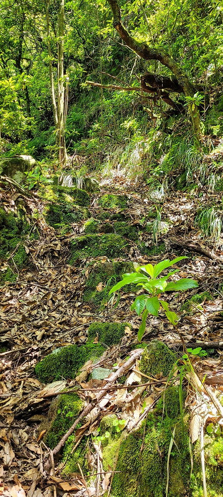 10.06.2022 Anstrengende Einstiegswanderung im Norden — Auf dem Moquinhas-Aufstieg zum Canarioweg — Foto 6