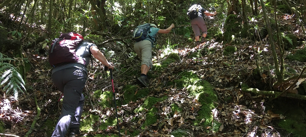 10.06.2022 Anstrengende Einstiegswanderung im Norden — Auf dem Moquinhas-Aufstieg zum Canarioweg — Foto 9