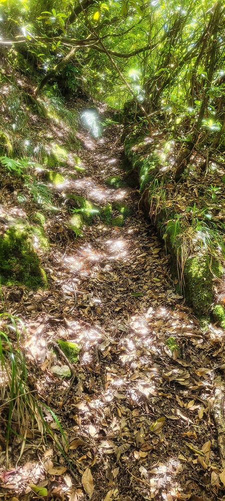 10.06.2022 Anstrengende Einstiegswanderung im Norden — Auf dem Moquinhas-Aufstieg zum Canarioweg — Foto 10