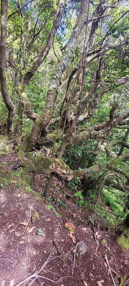 10.06.2022 Anstrengende Einstiegswanderung im Norden — Abstieg zur Levada das Faias — Foto 1