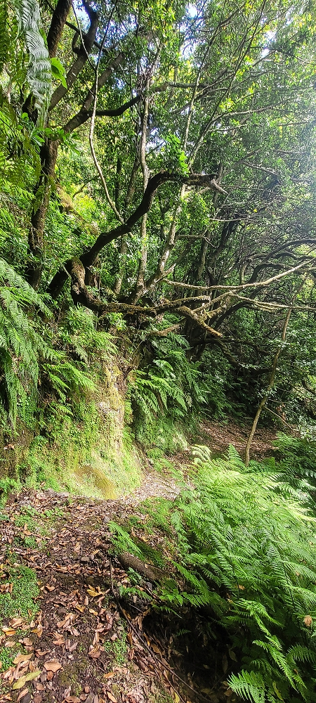 10.06.2022 Anstrengende Einstiegswanderung im Norden — Abstieg zur Levada das Faias — Foto 2