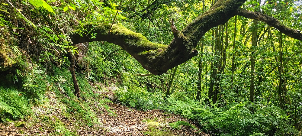 10.06.2022 Anstrengende Einstiegswanderung im Norden — Abstieg zur Levada das Faias — Foto 3