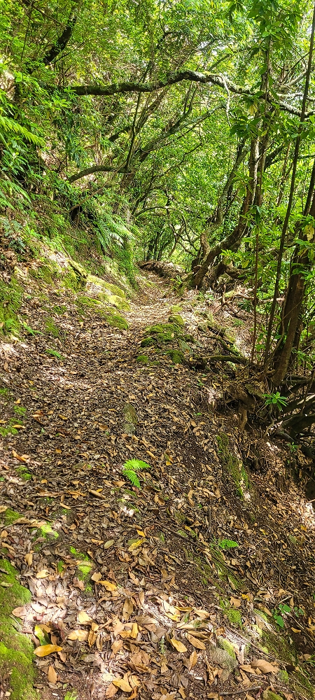 10.06.2022 Anstrengende Einstiegswanderung im Norden — Abstieg zur Levada das Faias — Foto 4