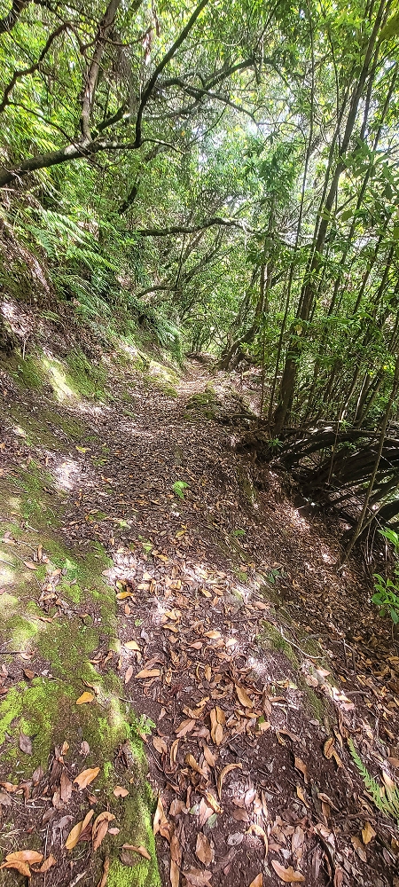 10.06.2022 Anstrengende Einstiegswanderung im Norden — Abstieg zur Levada das Faias — Foto 5