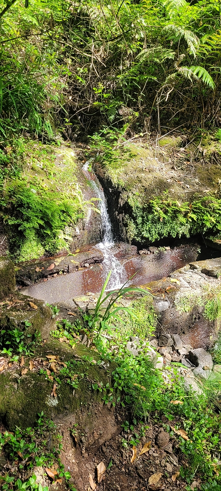 10.06.2022 Anstrengende Einstiegswanderung im Norden — Zurück auf der Levada das Faias zum Ausgangspunkt — Foto 4