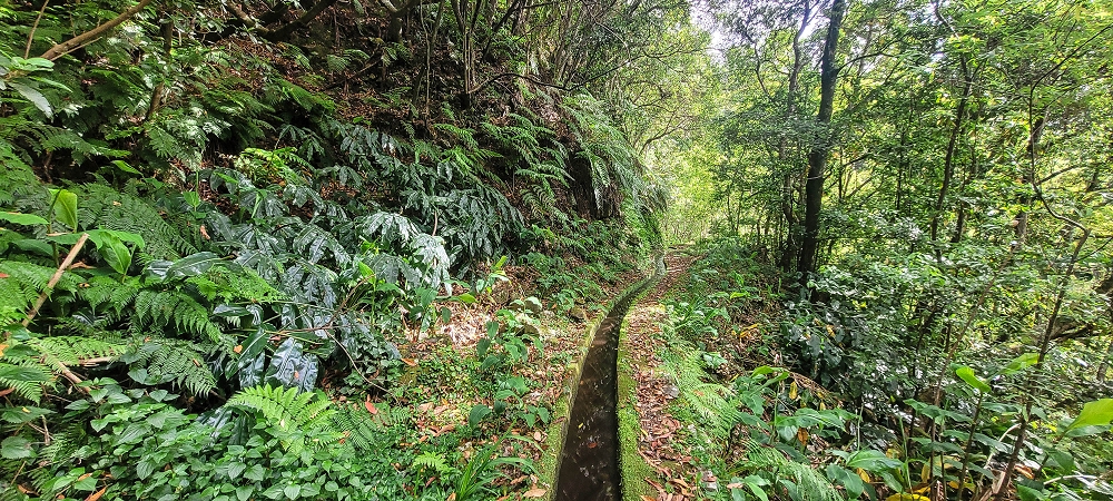 10.06.2022 Anstrengende Einstiegswanderung im Norden — Zurück auf der Levada das Faias zum Ausgangspunkt — Foto 6