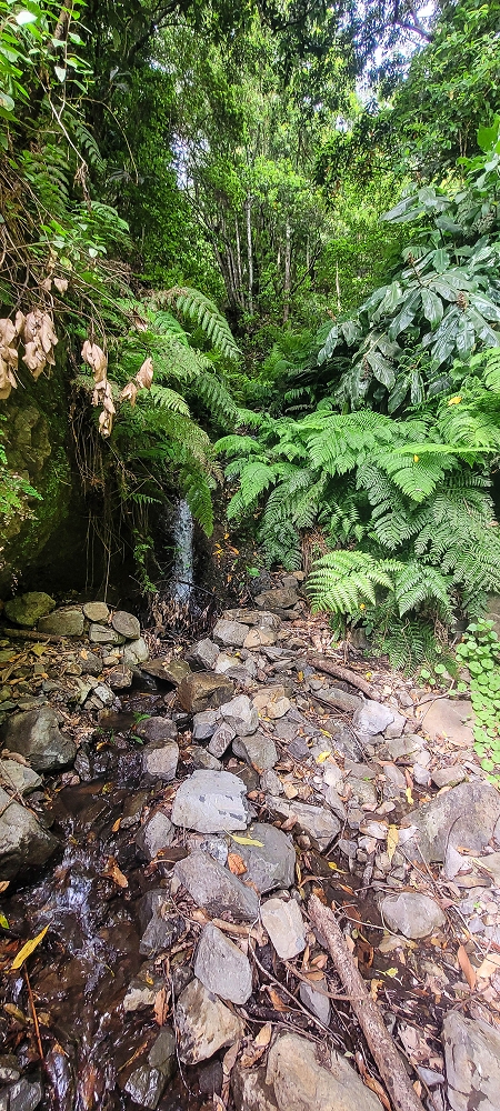 10.06.2022 Anstrengende Einstiegswanderung im Norden — Zurück auf der Levada das Faias zum Ausgangspunkt — Foto 7