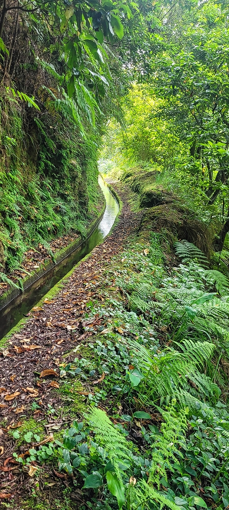 10.06.2022 Anstrengende Einstiegswanderung im Norden — Zurück auf der Levada das Faias zum Ausgangspunkt — Foto 8
