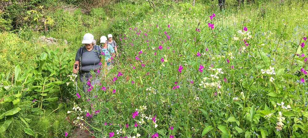 10.06.2022 Anstrengende Einstiegswanderung im Norden — Zurück auf der Levada das Faias zum Ausgangspunkt — Foto 9