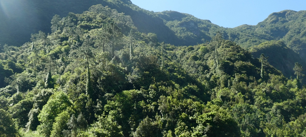 10.06.2022 Anstrengende Einstiegswanderung im Norden — Auf der Levada das Faias — Foto 7
