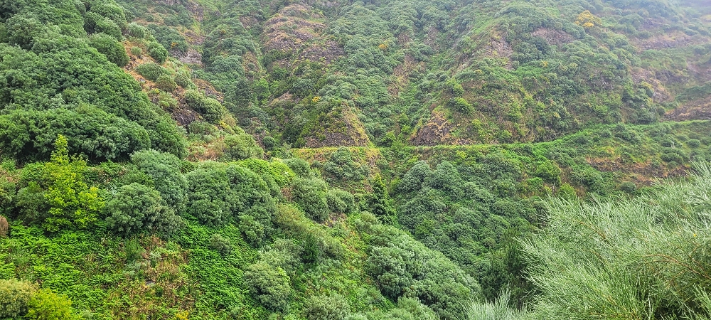 10.06.2024 Über die Levada de Marques Teixeira zum Cascalho und zurück über die Levada do Paul und die Levada Seca — Auf der Levada de Marques Teixeira bis zur Blechdachpassage — Foto 14