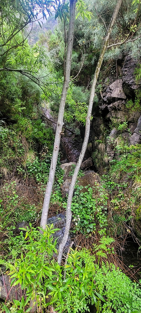 10.06.2024 Über die Levada de Marques Teixeira zum Cascalho und zurück über die Levada do Paul und die Levada Seca — Auf der Levada de Marques Teixeira bis zur Blechdachpassage — Foto 15