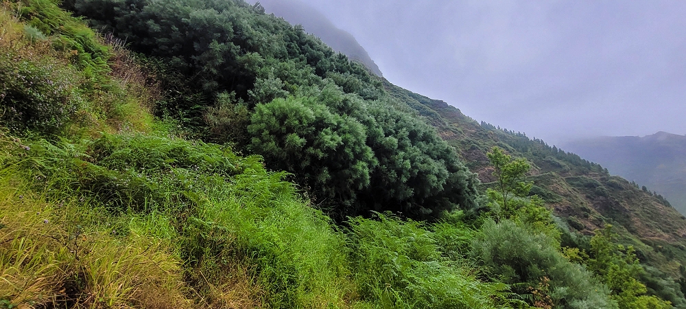 10.06.2024 Über die Levada de Marques Teixeira zum Cascalho und zurück über die Levada do Paul und die Levada Seca — Auf der Levada de Marques Teixeira bis zur Blechdachpassage — Foto 16