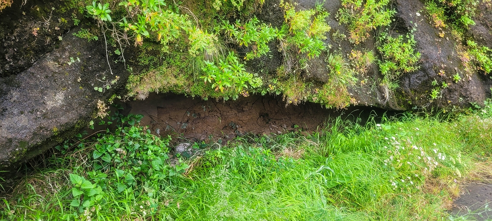 10.06.2024 Über die Levada de Marques Teixeira zum Cascalho und zurück über die Levada do Paul und die Levada Seca — Auf der Levada de Marques Teixeira bis zur Blechdachpassage — Foto 18