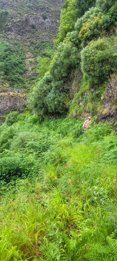 10.06.2024 Über die Levada de Marques Teixeira zum Cascalho und zurück über die Levada do Paul und die Levada Seca — Weiter bis zum Cascalho — Foto 2
