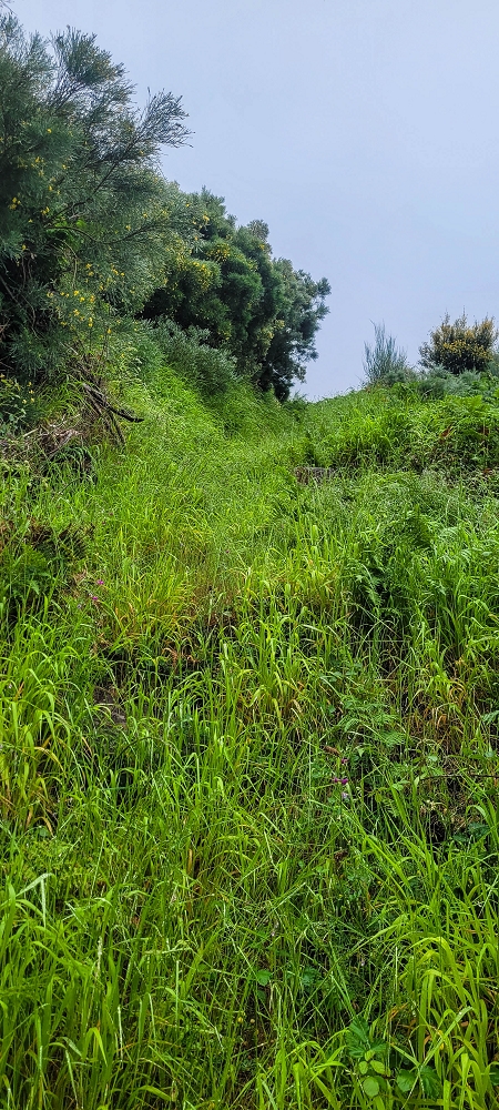 10.06.2024 Über die Levada de Marques Teixeira zum Cascalho und zurück über die Levada do Paul und die Levada Seca — Weiter bis zum Cascalho — Foto 10