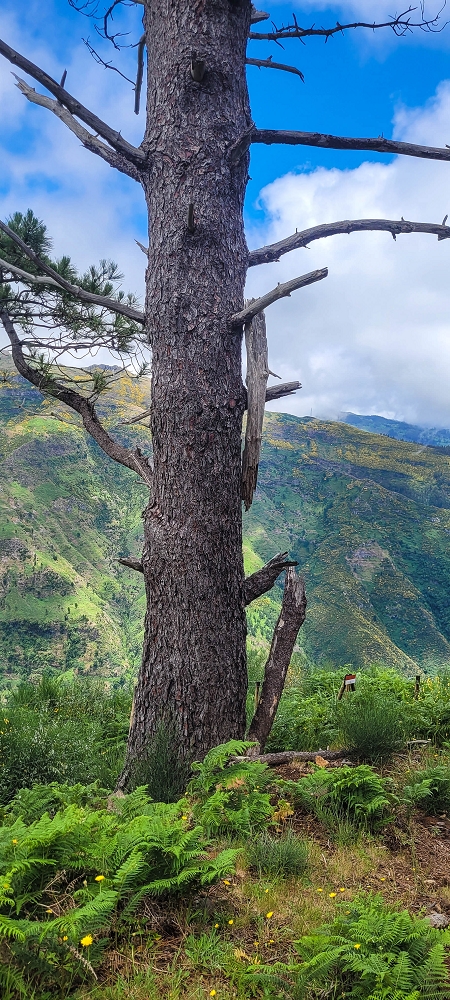 Levada Seca — photo 6