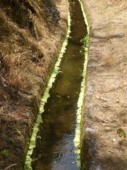 10 August 2012 Levadas dos Tornos and das Faias — To the Madre of the Levada das Faias and back to the car — photo 4