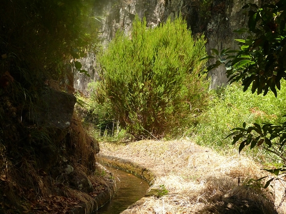 10 August 2012 Levadas dos Tornos and das Faias — To the Madre of the Levada das Faias and back to the car — photo 7