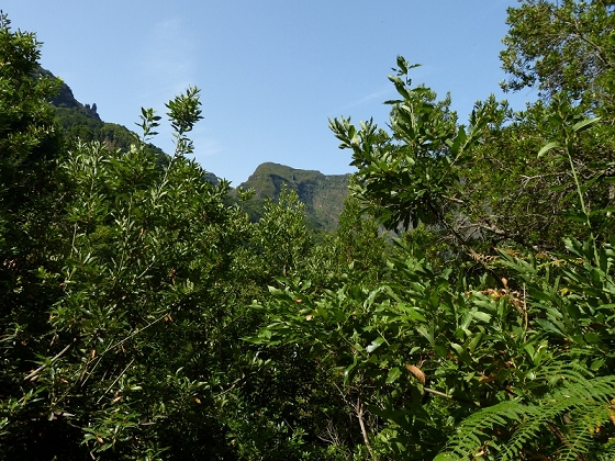 10 August 2012 Levadas dos Tornos and das Faias — On to the Faja do Penedo levada house — photo 4