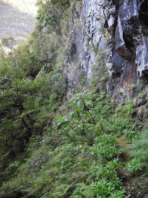 10 August 2015 Levada do Norte and Barbinhas ascent — From the plateau to the Levada do Norte — photo 12