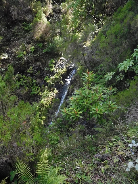 10 August 2015 Levada do Norte and Barbinhas ascent — From the plateau to the Levada do Norte — photo 13