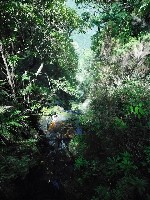 10 August 2015 Levada do Norte and Barbinhas ascent — From the plateau to the Levada do Norte — photo 15