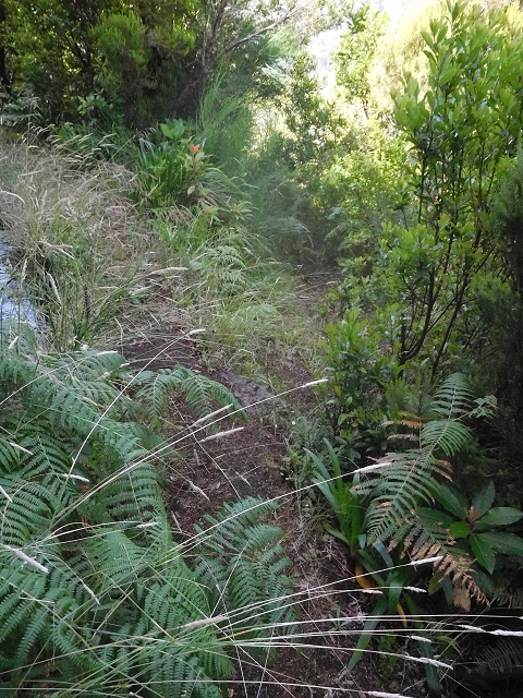 10 August 2015 Levada do Norte and Barbinhas ascent — From the plateau to the Levada do Norte — photo 18
