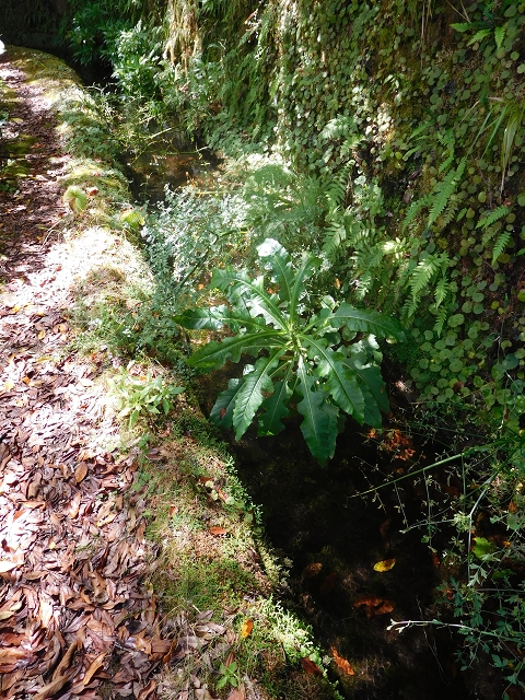 10 August 2015 Levada do Norte and Barbinhas ascent — From the levada house to the big gorge — photo 7