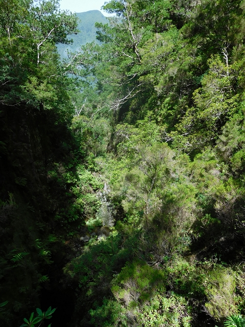 10 August 2015 Levada do Norte and Barbinhas ascent — Before the entrance of the long tunnel — photo 12