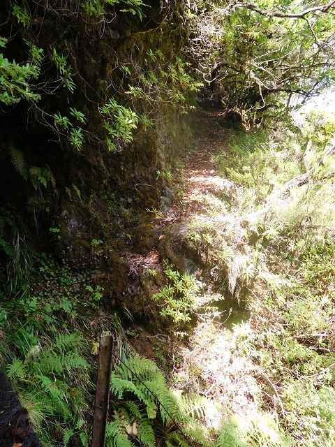 10 August 2015 Levada do Norte and Barbinhas ascent — After the long tunnel — photo 6
