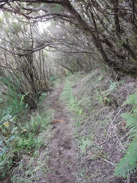 10 August 2015 Levada do Norte and Barbinhas ascent — From the plateau to the Levada do Norte — photo 6