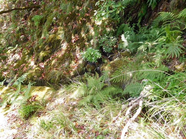 10 August 2015 Levada do Norte and Barbinhas ascent — The feeder levadas and the search for the ascent — photo 5