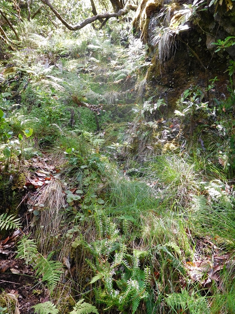 10 August 2015 Levada do Norte and Barbinhas ascent — The feeder levadas and the search for the ascent — photo 10