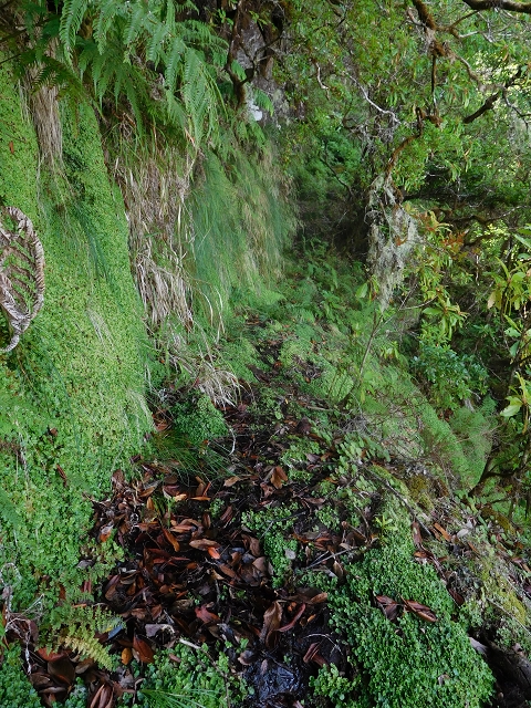 10 August 2015 Levada do Norte and Barbinhas ascent — The feeder levadas and the search for the ascent — photo 11