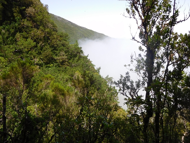 10 August 2015 Levada do Norte and Barbinhas ascent — The feeder levadas and the search for the ascent — photo 12