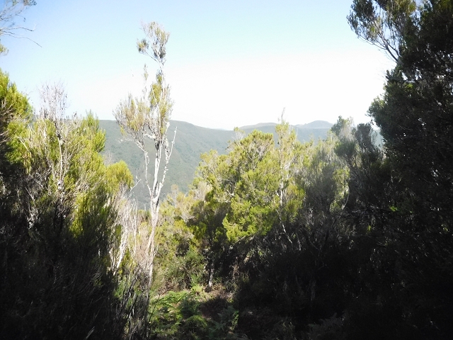 10 August 2015 Levada do Norte and Barbinhas ascent — From the plateau to the Levada do Norte — photo 7