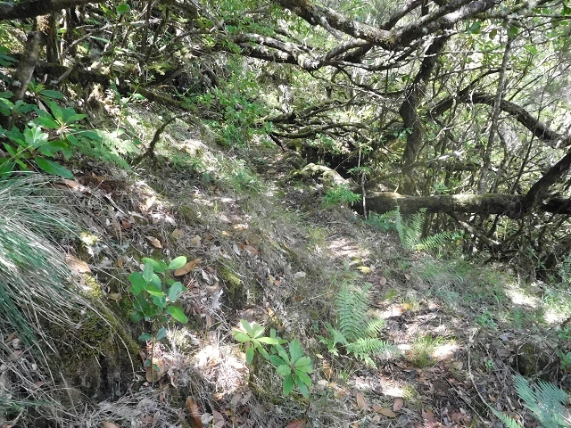 10 August 2015 Levada do Norte and Barbinhas ascent — The feeder levadas and the search for the ascent — photo 14