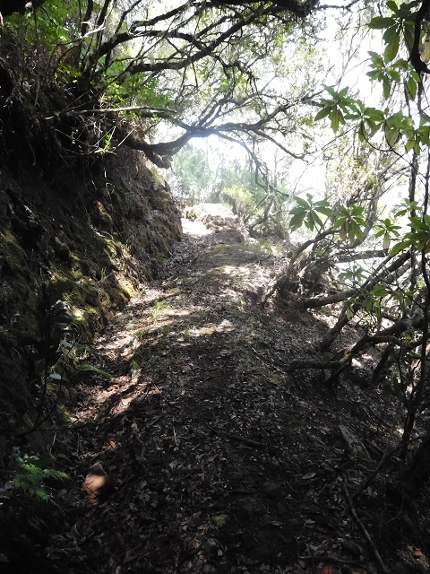 10 August 2015 Levada do Norte and Barbinhas ascent — The feeder levadas and the search for the ascent — photo 15