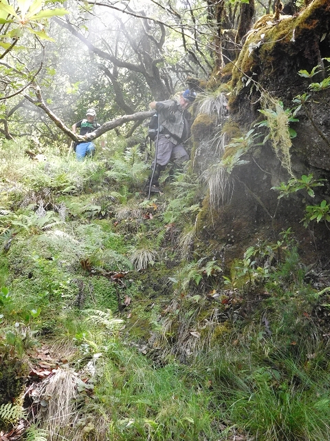10 August 2015 Levada do Norte and Barbinhas ascent — The feeder levadas and the search for the ascent — photo 21