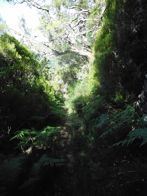 10 August 2015 Levada do Norte and Barbinhas ascent — From the plateau to the Levada do Norte — photo 8