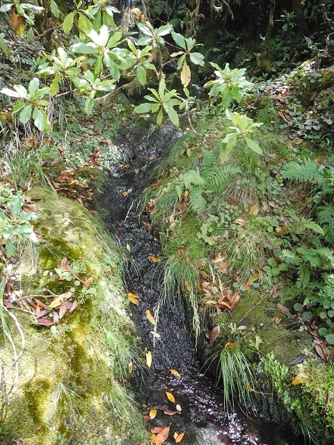 10 August 2015 Levada do Norte and Barbinhas ascent — The feeder levadas and the search for the ascent — photo 25