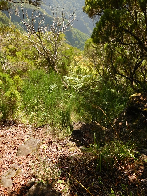 10 August 2015 Levada do Norte and Barbinhas ascent — The way back — photo 15